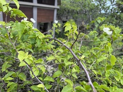 Paragomphus reinwardtii