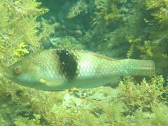 Notolabrus tetricus