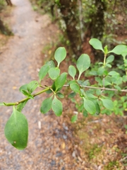 Coprosma foetidissima