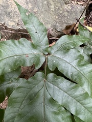 Tectaria subtriphylla