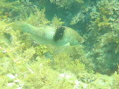 Notolabrus tetricus