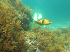 Notolabrus tetricus