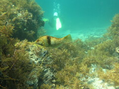 Notolabrus tetricus