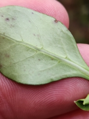 Coprosma foetidissima