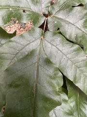 Tectaria subtriphylla