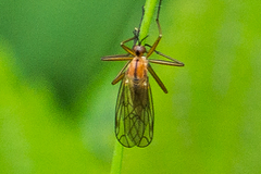 Empis univittata