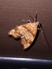 Gymnobathra hamatella