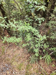 Coprosma foetidissima