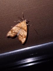 Gymnobathra hamatella