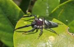 Opisthoncus quadratarius