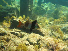 Pseudogoniistius nigripes