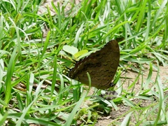 Charaxes