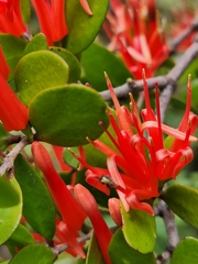 Peraxilla tetrapetala