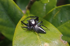 Opisthoncus quadratarius