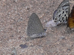 Pseudonacaduba sichela