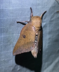 Adeloneivaia subangulata