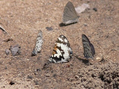 Uranothauma falkensteinii