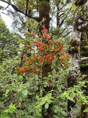 Peraxilla tetrapetala