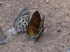 Uranothauma falkensteinii