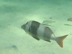 Pseudogoniistius nigripes