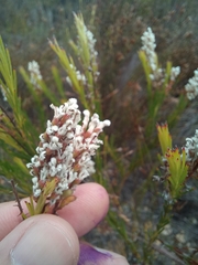 Spatalla racemosa