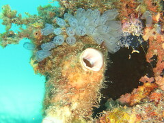 Clavelina moluccensis