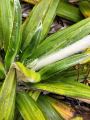 Celmisia spectabilis spectabilis