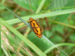 Byblia anvatara