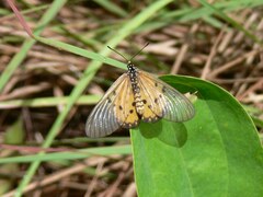 Acraea neobule
