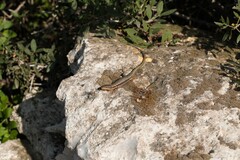 Phoenicolacerta troodica