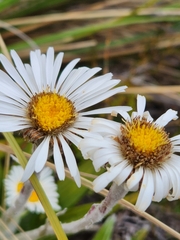 Celmisia spectabilis spectabilis