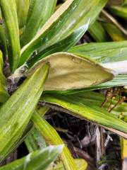 Celmisia spectabilis spectabilis