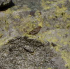 Leucosticte nemoricola