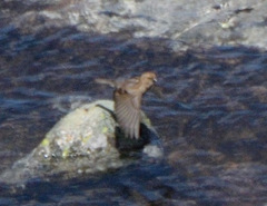 Leucosticte nemoricola