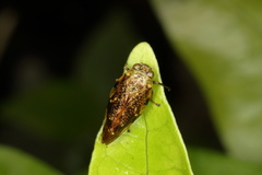 Pseudaphronella jactator