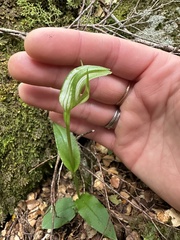 Pterostylis alpina