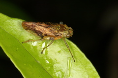 Pseudaphronella jactator