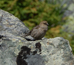 Leucosticte nemoricola
