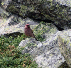 Carpodacus rubicilla