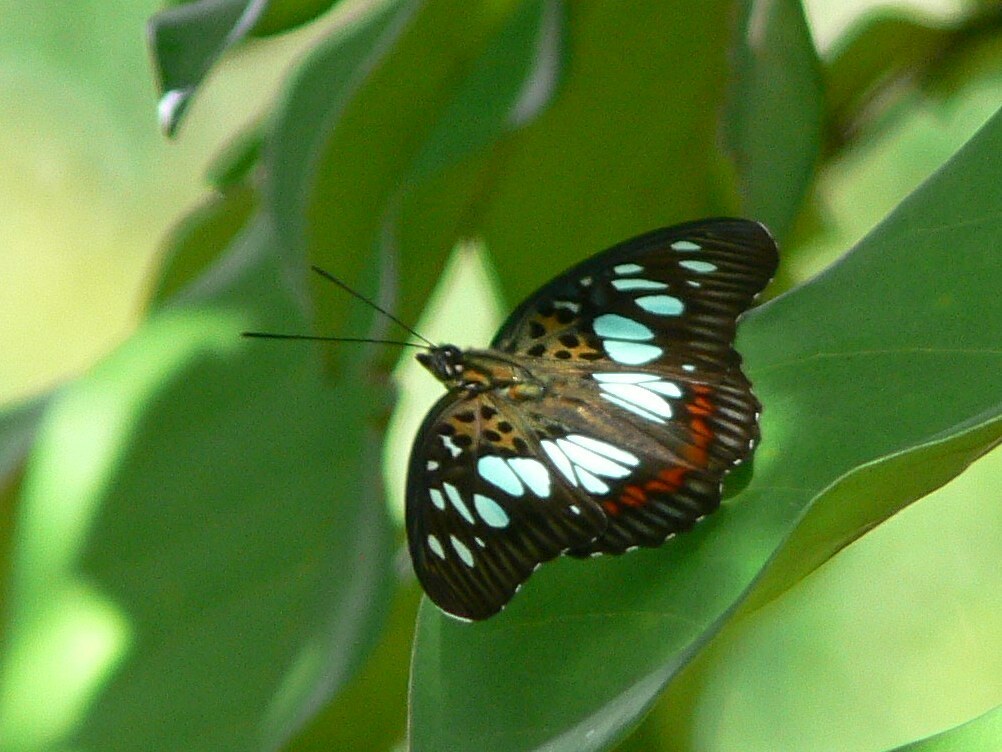Pseudacraea semire