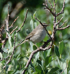 Phylloscopus fuscatus