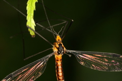 Aurotipula