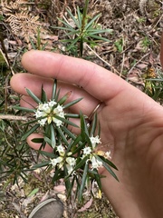 Cyathodes glauca
