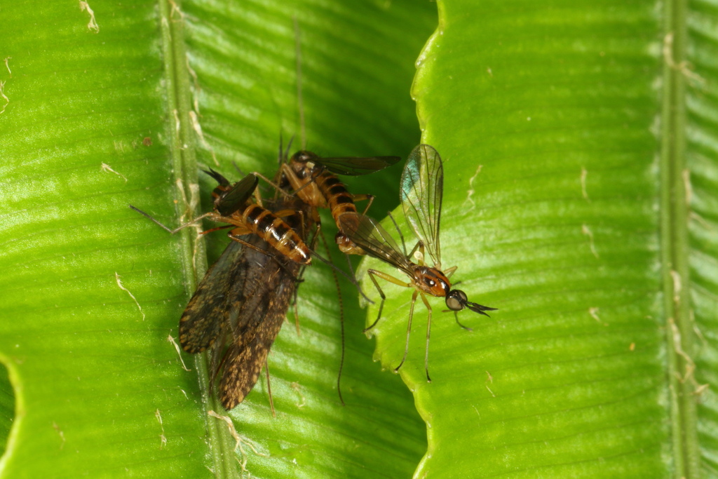 Ceratomerus virgatus