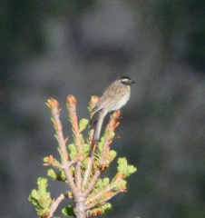Prunella atrogularis