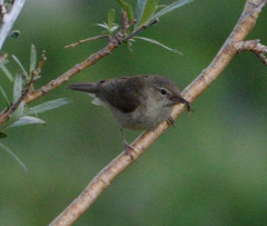 Phylloscopus fuscatus