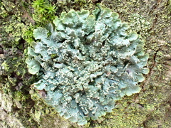 Punctelia subrudecta