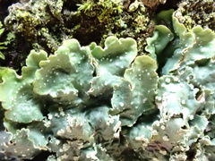 Punctelia subrudecta