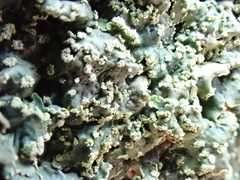 Punctelia subrudecta