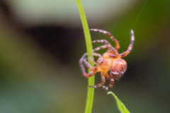 Araneus
